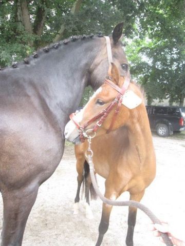 Centre équestre et poney club Breizh équitation Locoal Mendon